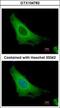 ADP Ribosylation Factor 3 antibody, GTX104782, GeneTex, Immunofluorescence image 