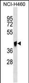 Glutaminyl-Peptide Cyclotransferase Like antibody, PA5-48955, Invitrogen Antibodies, Western Blot image 