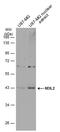 Nei Like DNA Glycosylase 2 antibody, PA5-78662, Invitrogen Antibodies, Western Blot image 