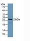 Programmed Cell Death 6 antibody, LS-C373733, Lifespan Biosciences, Western Blot image 