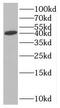 RNA 3'-Terminal Phosphate Cyclase antibody, FNab07516, FineTest, Western Blot image 