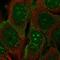 Protocadherin-1 antibody, HPA047720, Atlas Antibodies, Immunofluorescence image 