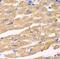 Amyloid-like protein 1 antibody, FNab00486, FineTest, Immunohistochemistry frozen image 