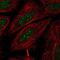 Ring Finger Protein 41 antibody, NBP1-87087, Novus Biologicals, Immunofluorescence image 