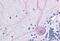 BAG family molecular chaperone regulator 4 antibody, MBS240487, MyBioSource, Immunohistochemistry paraffin image 