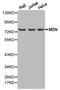 Moesin antibody, LS-C193093, Lifespan Biosciences, Western Blot image 