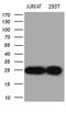 DIRAS Family GTPase 2 antibody, LS-C798685, Lifespan Biosciences, Western Blot image 