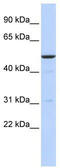 BTB Domain Containing 3 antibody, TA335606, Origene, Western Blot image 