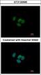Grainyhead Like Transcription Factor 1 antibody, GTX120595, GeneTex, Immunofluorescence image 
