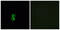 Olfactory Receptor Family 6 Subfamily B Member 2 antibody, GTX87560, GeneTex, Immunofluorescence image 