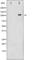 Cadherin 5 antibody, abx012162, Abbexa, Western Blot image 