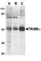 Tripartite motif-containing protein 5 antibody, LS-B3787, Lifespan Biosciences, Western Blot image 