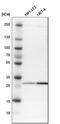 Solute Carrier Family 19 Member 2 antibody, HPA016599, Atlas Antibodies, Western Blot image 