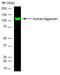 Aggrecan antibody, GTX31216, GeneTex, Western Blot image 