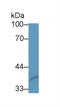 Secreted Frizzled Related Protein 1 antibody, MBS2002642, MyBioSource, Western Blot image 