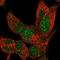 Zinc Finger Protein 334 antibody, HPA050022, Atlas Antibodies, Immunofluorescence image 