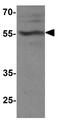 T-Box 21 antibody, GTX31554, GeneTex, Western Blot image 