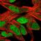 SLFN11 antibody, NBP2-57084, Novus Biologicals, Immunofluorescence image 