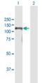 Bromo Adjacent Homology Domain Containing 1 antibody, H00022893-B01P, Novus Biologicals, Western Blot image 