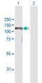 Bromo Adjacent Homology Domain Containing 1 antibody, H00022893-B01P, Novus Biologicals, Western Blot image 