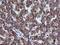 Cytochrome P450 Family 2 Subfamily A Member 6 antibody, LS-C173480, Lifespan Biosciences, Immunohistochemistry frozen image 