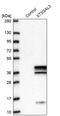 ST3 Beta-Galactoside Alpha-2,3-Sialyltransferase 3 antibody, PA5-62317, Invitrogen Antibodies, Western Blot image 