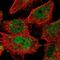 MAF BZIP Transcription Factor F antibody, PA5-65947, Invitrogen Antibodies, Immunofluorescence image 