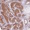 MIER Family Member 3 antibody, NBP2-38080, Novus Biologicals, Immunohistochemistry paraffin image 