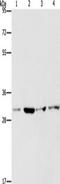 Interleukin 17B antibody, TA349271, Origene, Western Blot image 