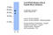 Programmed Cell Death 4 antibody, 31-081, ProSci, Western Blot image 