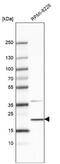 Basic Helix-Loop-Helix Family Member A15 antibody, NBP2-30979, Novus Biologicals, Western Blot image 