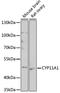 Cytochrome P450 Family 11 Subfamily A Member 1 antibody, A01071-1, Boster Biological Technology, Western Blot image 