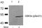 Glycogen Synthase Kinase 3 Alpha antibody, 79-105, ProSci, Western Blot image 