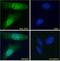 Mex-3 RNA Binding Family Member C antibody, 43-154, ProSci, Enzyme Linked Immunosorbent Assay image 