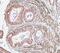 Interferon Regulatory Factor 3 antibody, A00165-4, Boster Biological Technology, Immunohistochemistry paraffin image 