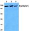 RAB3 GTPase Activating Protein Catalytic Subunit 1 antibody, A04789-1, Boster Biological Technology, Western Blot image 