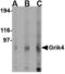 EAA1 antibody, TA306498, Origene, Western Blot image 