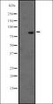 RAS And EF-Hand Domain Containing antibody, orb335456, Biorbyt, Western Blot image 