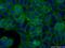Neuroblast differentiation-associated protein AHNAK antibody, 16637-1-AP, Proteintech Group, Immunofluorescence image 