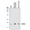 GABA Type A Receptor Associated Protein Like 2 antibody, MAB9035, R&D Systems, Western Blot image 