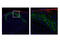 Calcitonin Related Polypeptide Alpha antibody, 14959S, Cell Signaling Technology, Flow Cytometry image 