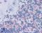 Proteasome Subunit Beta 5 antibody, LS-B3830, Lifespan Biosciences, Immunohistochemistry frozen image 