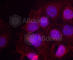 Estrogen Receptor 1 antibody, AP0146, ABclonal Technology, Immunofluorescence image 