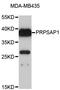 Phosphoribosyl Pyrophosphate Synthetase Associated Protein 1 antibody, STJ26536, St John