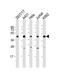 PHD Finger Protein 6 antibody, M03065, Boster Biological Technology, Western Blot image 