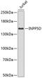 Inositol Polyphosphate-5-Phosphatase D antibody, 13-042, ProSci, Western Blot image 