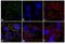 Janus Kinase 2 antibody, 702434, Invitrogen Antibodies, Immunofluorescence image 
