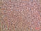 Chordin antibody, GTX34306, GeneTex, Immunohistochemistry paraffin image 