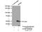 Sphingosine-1-Phosphate Receptor 2 antibody, 21180-1-AP, Proteintech Group, Immunoprecipitation image 