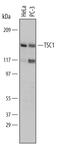 TSC Complex Subunit 1 antibody, MAB4379, R&D Systems, Western Blot image 